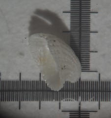Emarginula rosea