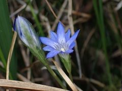 Gentiana thunbergii thunbergii