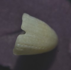 Emarginula
