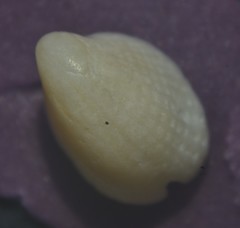 Emarginula