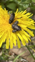 Anthaxia quadripunctata