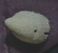 Emarginula rosea