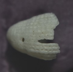 Emarginula rosea