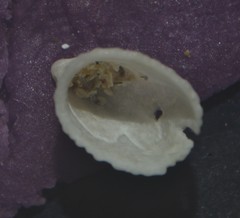 Emarginula rosea