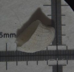 Emarginula rosea