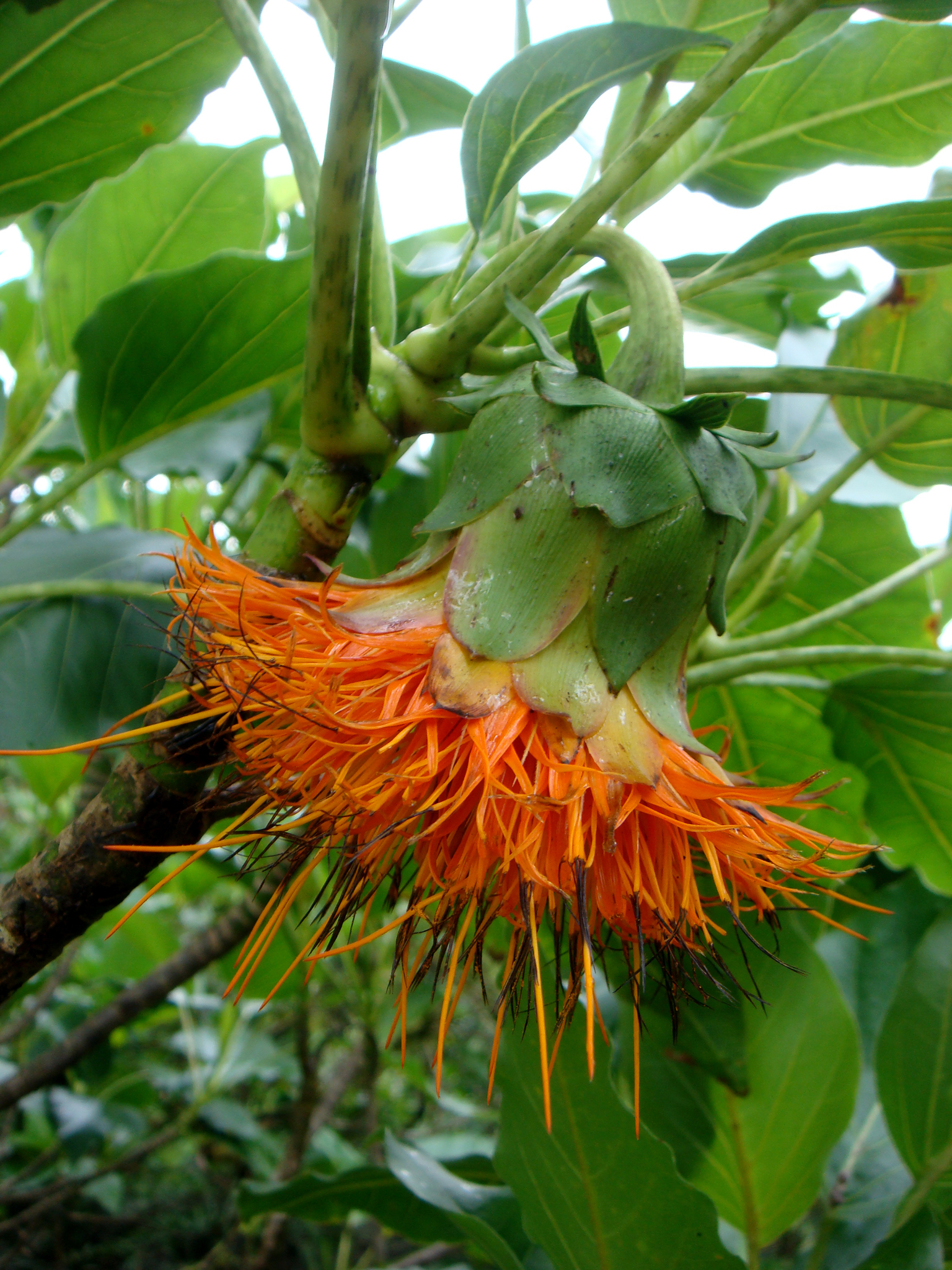 Fitchia speciosa