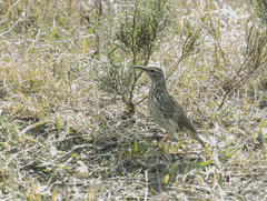 Certhilauda curvirostris brevirostris