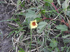 Cienfuegosia drummondii