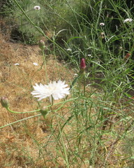 Rafinesquia californica
