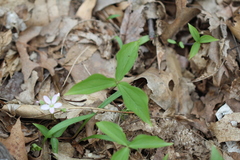Trillium grandiflorum