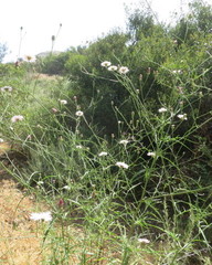 Rafinesquia californica