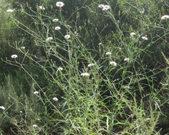Rafinesquia californica