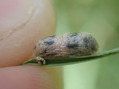 Limneriini