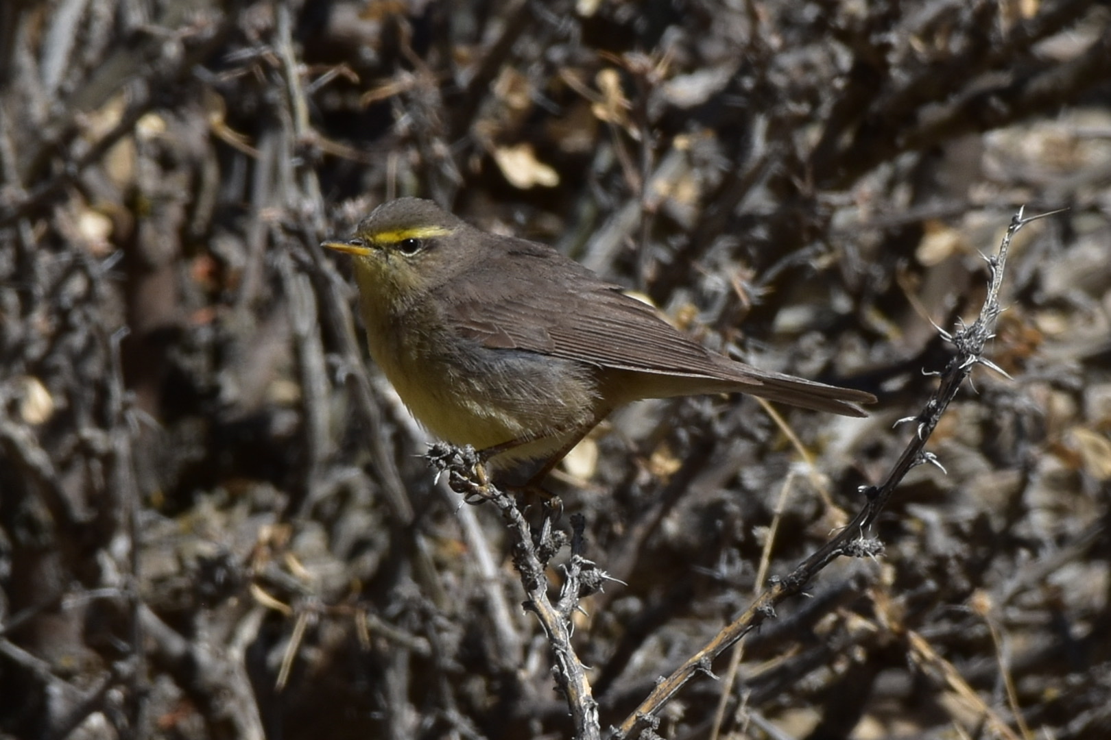 Sulphur-bellied Warbler