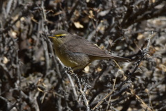 Phylloscopus griseolus
