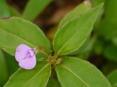 Impatiens minor