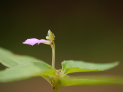 Impatiens minor