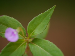 Impatiens minor