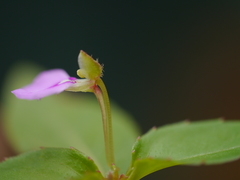 Impatiens minor
