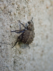 Brachycerus muricatus