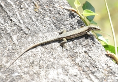 Podarcis muralis
