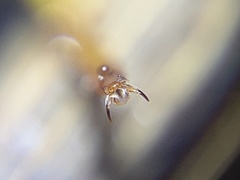 Vespula germanica