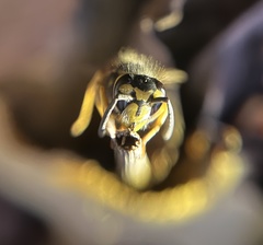 Vespula germanica