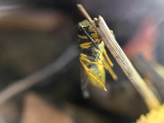 Vespula germanica