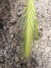 Hordeum murinum