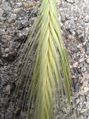 Hordeum murinum