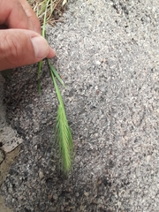 Hordeum murinum