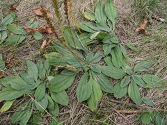 Plantago camtschatica