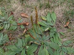 Plantago camtschatica