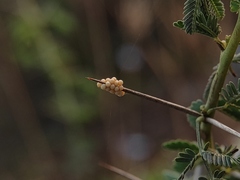 Prismatocerus prominulus