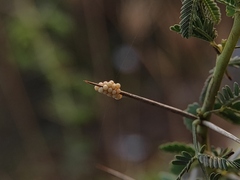 Prismatocerus prominulus