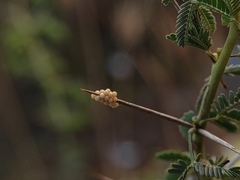 Prismatocerus prominulus