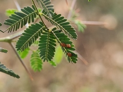 Prismatocerus prominulus
