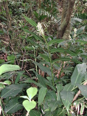 Alpinia flabellata