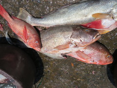 Lutjanus novemfasciatus
