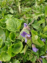 Viola odorata