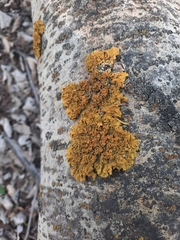 Xanthoria parietina