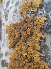 Xanthoria parietina