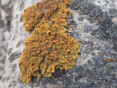 Xanthoria parietina