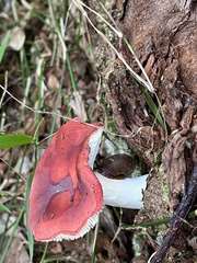 Austrochloritis laurieton