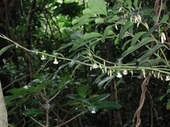 Diospyros maritima