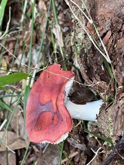 Austrochloritis laurieton