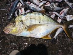 Gnathanodon speciosus
