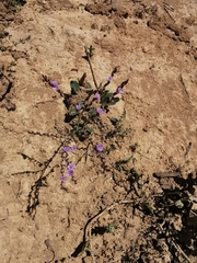 Limonium silvestrei