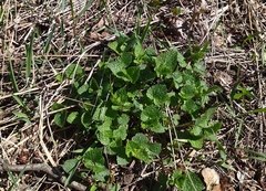 Lamium maculatum