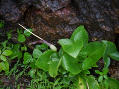 Typhonium roxburghii